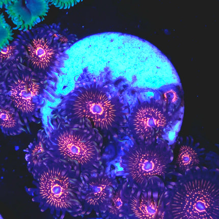 Nightcrawler Palythoas