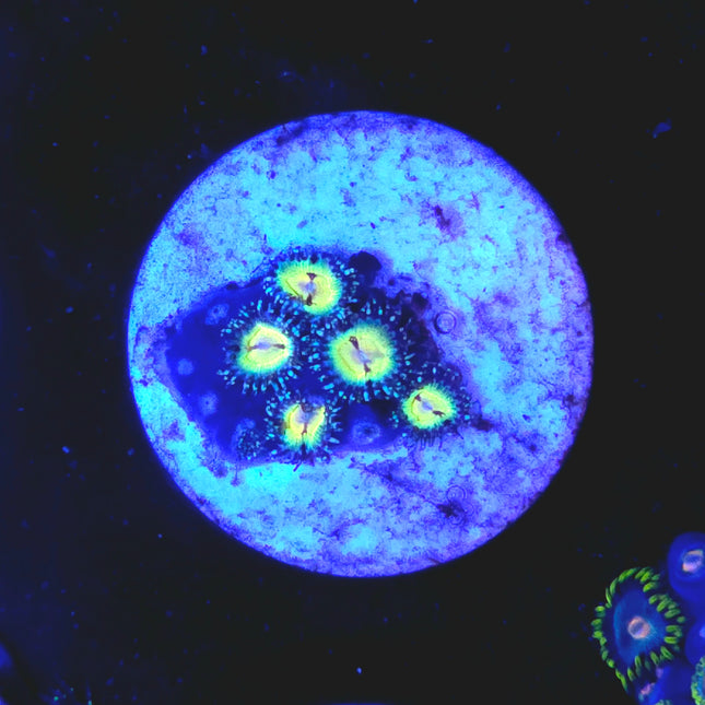 Butt Muncher Zoanthids