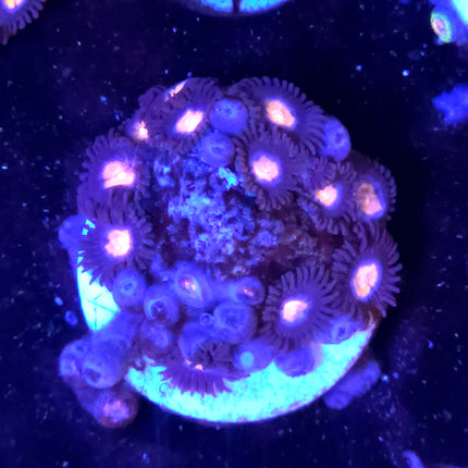 Glow Pop Zoanthids