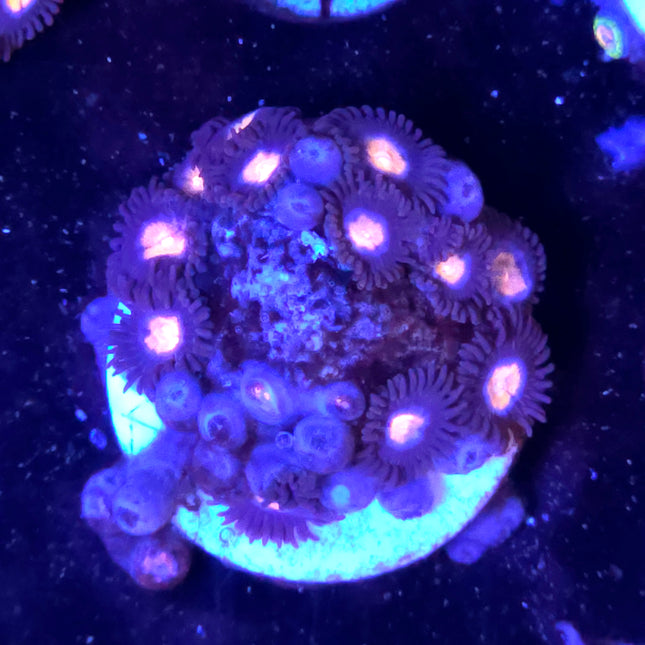 Glow Pop Zoanthids