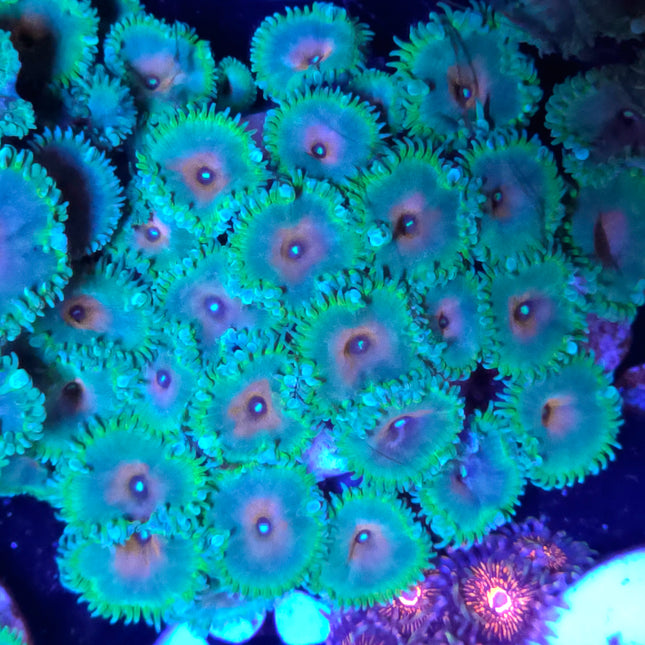 Captain America Palythoas Colony