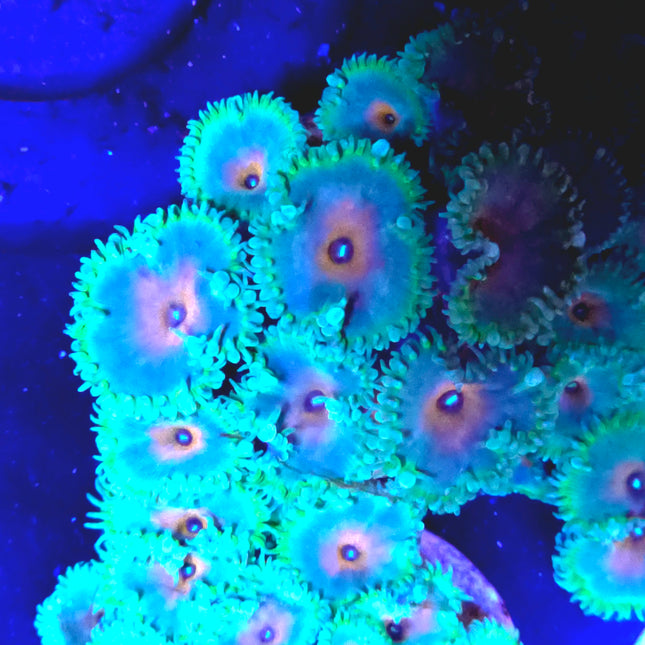 Captain America Palythoas Colony