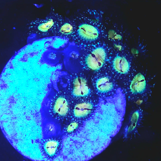 Butt Muncher Zoanthids