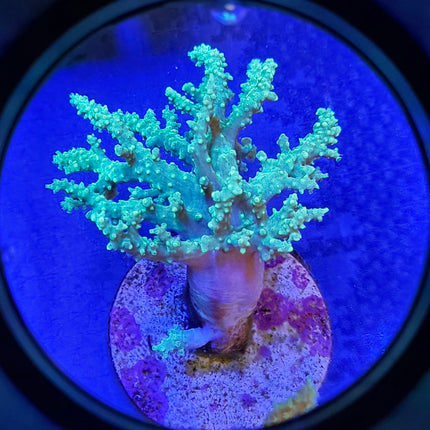 7" Green Sinularia Leather Coral