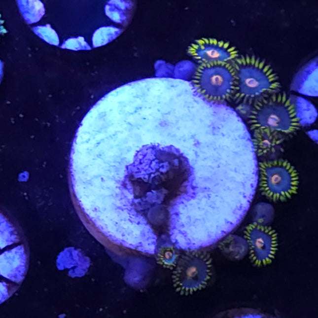 Lava Burst Zoanthids