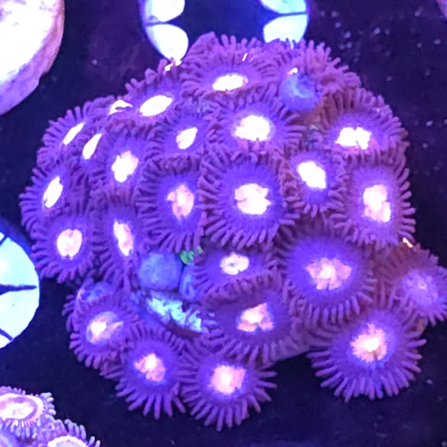 Glow Pop  & King Midas Combination Zoanthids Colony