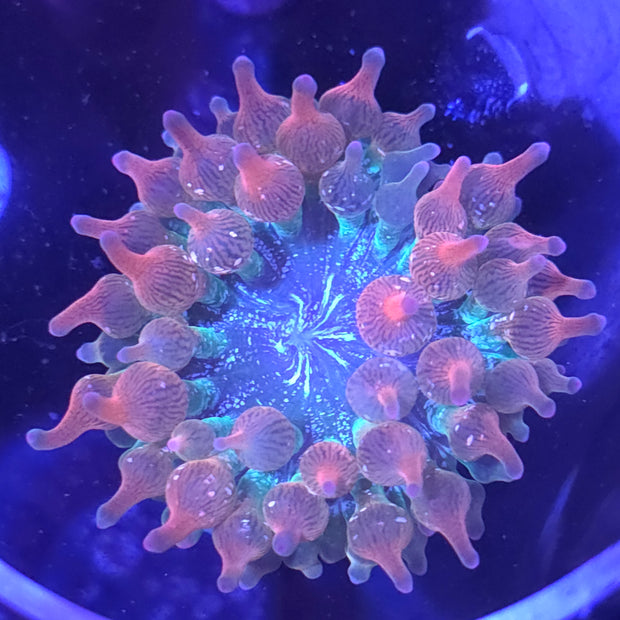 Banner image for: <h6>Various Bubble Tip Anemones Available</h6>