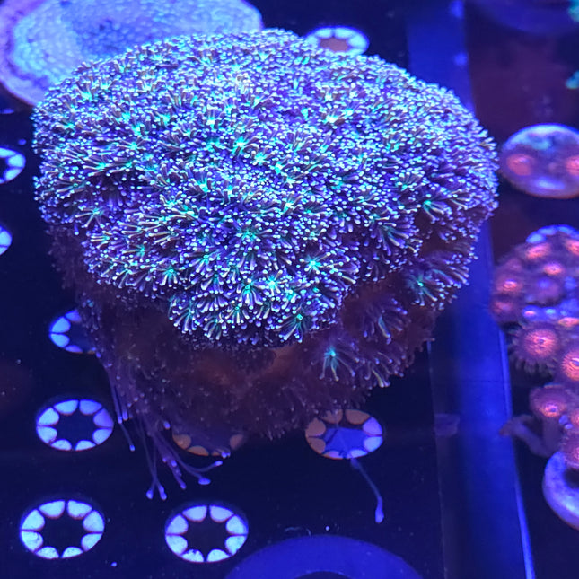 7" Galaxy Coral (Galaxea fascicularis) LPS Colony