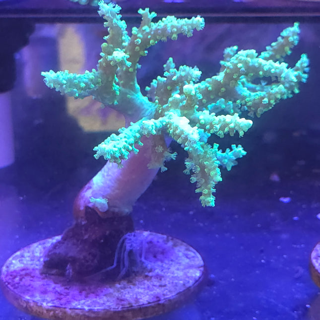 7" Green Sinularia Leather Coral