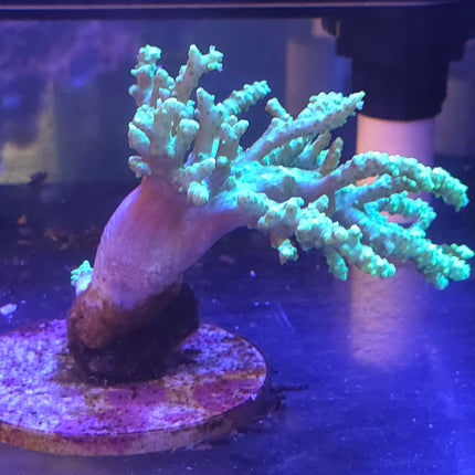 7" Green Sinularia Leather Coral