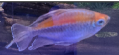 3.5" Congo Tetras M/F