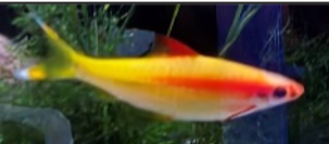 5" Dennison Barbs