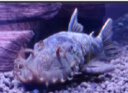 6" Bristlenose Pleco