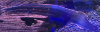 8" Fire Eel