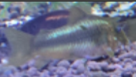 2" Green Laser Corys