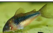 1" Aeneus Green Corys