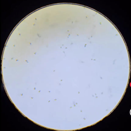 Tetraselmis Phytoplankton 16oz Jar