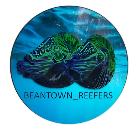 Beantown Reefers Sticker