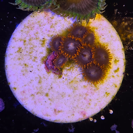 Lava Burst Zoanthids (6 heads)