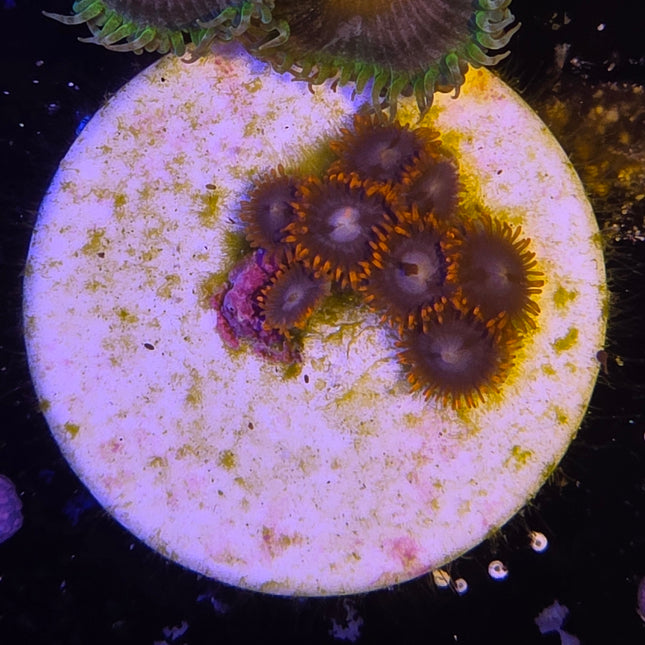 Lava Burst Zoanthids (6 heads)