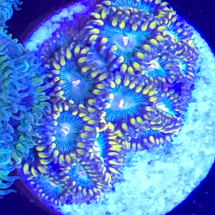 King Midas Zoanthids (6 heads)