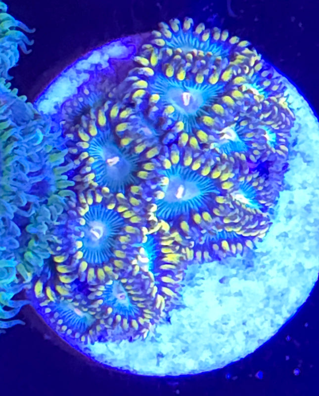 King Midas Zoanthids (6 heads)