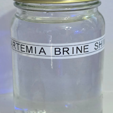 Artemia Brine Shrimp  16oz Jar
