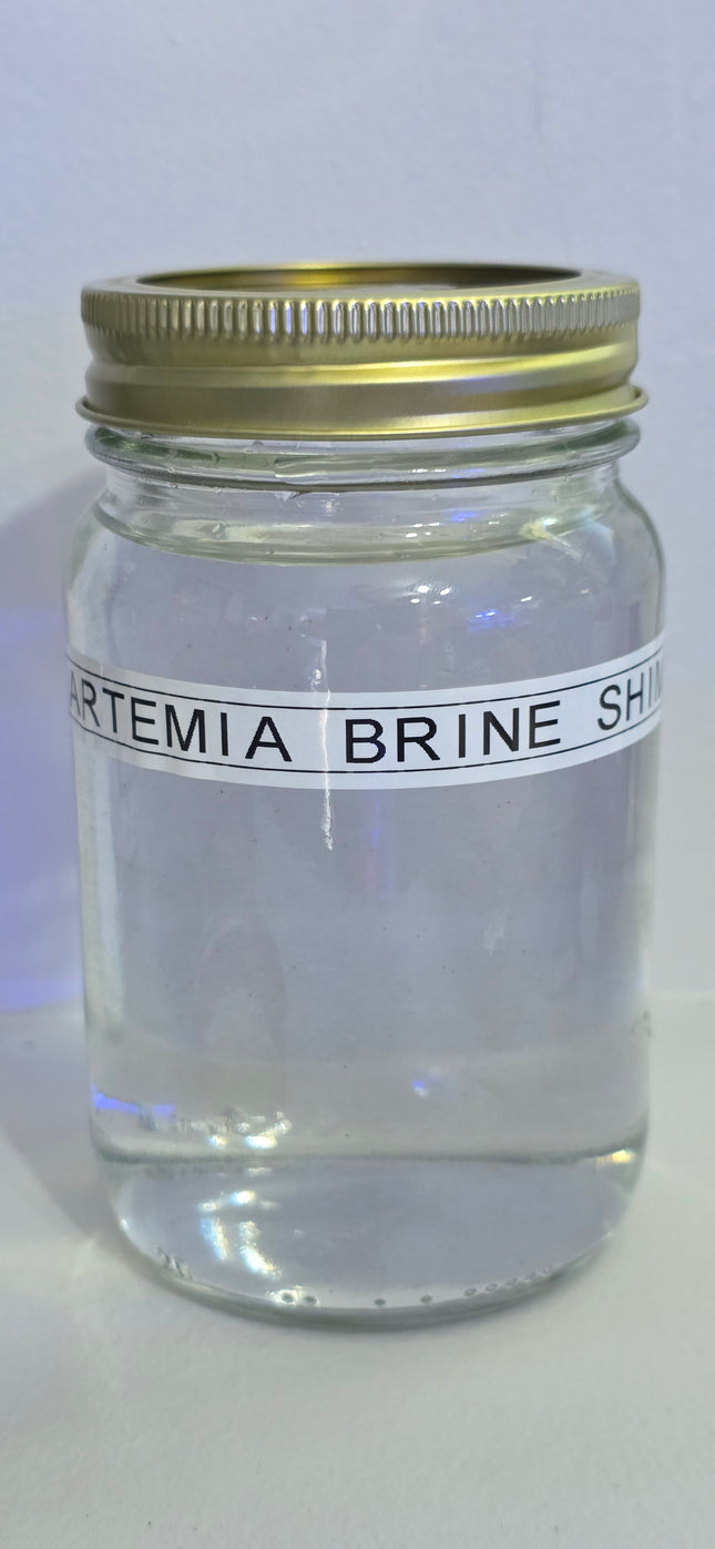 Artemia Brine Shrimp  16oz Jar
