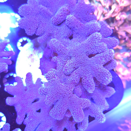 4"-5" Purple Stylophora