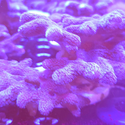 4"-5" Purple Stylophora