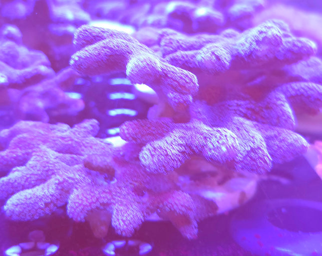 4"-5" Purple Stylophora